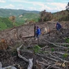 Một vạt rừng bị chặt phá ở tiểu khu 67 xã Phú Mỡ. (Ảnh: Xuân Triệu/TTXVN)