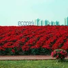 Những đồi hoa trạng nguyên tô sắc thắm cho Ecopark trong tiết trời buốt giá của mùa đông. Cánh hoa đỏ rực, vượt qua cái rét để tô điểm cho không gian xanh tại khu đô thị.