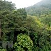 Mật độ che phủ của cánh rừng thông ở Vườn quốc gia Tam Đảo được đảm bảo, tạo cảnh quan và giữ gìn môi trường sinh thái. (Ảnh: Hoàng Hùng/TTXVN)