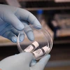 Nhân viên giới thiệu mẫu vắcxin phòng COVID-19 tại một phòng thí nghiệm ở Burgess Hill, Anh. (Ảnh: AFP/TTXVN)