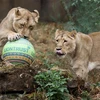 Những con sư tử châu Á chơi đùa tại vườn thú London, Anh. (Ảnh: AFP/TTXVN)