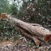 Khúc thân cây to, chu vi vành thân một người ôm không xuể còn nằm lại tại hiện trường trong trong rừng đặc dụng Mường Phăng. (Ảnh: Xuân Tiến/TTXVN)