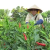 Nông dân thu hoạch ớt. (Nguồn: baodongthap.vn)