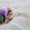 Nông dân che phủ nylon để chống rét cho mạ xuân. (Ảnh: Đức Phương/TTXVN)