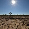 Cảnh khô hạn trên cánh đồng tại thị trấn Walgett, Australia. (Ảnh: AFP/TTXVN)