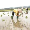 Sau Tết Nguyên đán, người dân huyện Văn Yên, tỉnh Yên Bái, khẩn trương xuống đồng cấy lúa vụ Xuân. (Ảnh: Đinh Đức Tưởng/TTXVN)