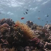 Một phần của rạn san hô Great Barrier bị tẩy trắng. (Ảnh: AFP/TTXVN)