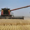 Thu hoạch lúa mạch tại một trang trại ở Melbourne, Australia. (Ảnh: AFP/TTXVN) 