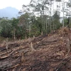 Những cánh rừng tái sinh trên địa bàn 2 xã Nà Hỳ, Nậm Chua của huyện Nậm Pồ (tỉnh Điện Biên) đang khẩn thiết cầu cứu. (Ảnh: Xuân Tiến/TTXVN)