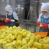 Chế biến dứa tại Công ty cổ phần Thực phẩm xuất khẩu Đồng Giao, thành phố Tam Điệp. (Ảnh: Thùy Dung/TTXVN)
