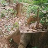 Khu vực rừng tại xã Hồng Thủy, huyện A Lưới bị khai thác vừa qua. (Nguồn: baothuathienhue.vn)