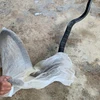 Cá thể rắn hổ mang chúa do anh M.H.Q giao nộp. (Nguồn: conganquangbinh.gov.vn)