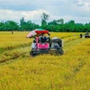 Thu hoạch lúa Hè Thu tại phường Trường Lạc, quận Ô Môn, thành phố Cần Thơ. (Ảnh: Thanh Liêm/TTXVN)