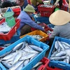 Cảng cá Thuận An là cảng cá lớn nhất của tỉnh Thừa Thiên-Huế, hàng ngày cung cấp lượng hải sản lớn cho địa phương và các tỉnh, thành lân cận. (Ảnh: Đỗ Trưởng/TTXVN)