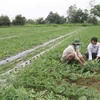 Nông dân chăm sóc ruộng dưa sắp thu hoạch. (Ảnh: Thanh Hòa/TTXVN)