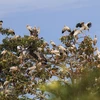 Đàn cò nhạn quý hiếm hơn 1.000 con di cư về Vườn quốc gia Lò Gò-Xa Mát. (Ảnh: Thanh Tân/TTXVN)