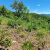 Nhiều diện tích đất rừng được quy hoạch phòng hộ bị người dân lấn chiếm để trồng keo. (Ảnh: Tường Quân/TTXVN)