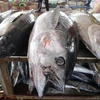 Cá ngừ đại dương được đặt trên bàn sơ chế kiểm tra chất lượng thịt trước khi bán cho thương lái. (Ảnh: Phạm Cường/TTXVN)