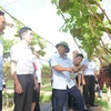 Các đại biểu tham quan mô hình trồng nho hạ đen không hạt của Công ty Cổ phần Thương mại Duy Khánh tại xã Chiềng Ngần, thành phố Sơn La. (Ảnh: Quang Quyết/TTXVN)