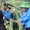 Trí thức trẻ tình nguyện tại Đoàn Kinh tế-Quốc phòng 356 (Phong Thổ, Lai Châu) hướng dẫn người dân xã Pa Vây Sử trồng cây nần nghệ. (Ảnh: Đinh Thùy/TTXVN)