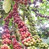 Huyện Đắk Mil là vùng trọng điểm sản xuất cà phê của tỉnh Đắk Nông với hơn 21.000ha, trong đó hơn 1.400ha sản xuất theo bộ tiêu chuẩn quốc tế. (Ảnh: Nguyên Dung/TTXVN)