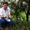 7ha đất trồng sầu riêng của anh Nguyễn Văn Bé Ba đều được đầu tư hệ thống tưới tự đồng, giúp tiết kiệm nhân công, thời gian, chi phí. (Ảnh: Thu Hiền/TTXVN)