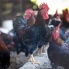 Trong nhiều năm qua, tỉnh Hòa Bình đang tích cực triển khai các giải pháp để duy trì nguồn gene, mở rộng diện tích nuôi gà ri Lạc Thủy. (Ảnh: Trọng Đạt/TTXVN)