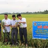Người nông dân xã Việt Đoàn, huyện Tiên Du, tỉnh Bắc Ninh với mô hình trồng lúa mới thân thiện với môi trường. (Ảnh: Thanh Thương/TTXVN)