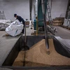 Công nhân xử lý ngũ cốc tại một nhà xưởng ở làng Khatmanovo thuộc vùng Tula, Nga. (Ảnh: AFP/TTXVN)