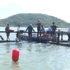 Mô hình nuôi cá bớp biển bằng lồng nhựa HDPE của gia đình ông Cao Minh Thái (xã Quảng Đông, huyện Quảng Trạch, tỉnh Quảng Bình). (Ảnh: TTXVN phát)