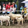 Khách du lịch tham quan trang trại cừu tại Bạc Liêu. (Ảnh: TTXVN phát)