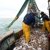 Ngư dân đánh cá ở ngoài khơi bờ biển phía Đông Nam nước Anh. (Ảnh: AFP/TTXVN)