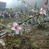 Băng giá phủ lên hoa đào trên một đỉnh núi thuộc xã Hồng An (huyện Bảo Lạc). (Ảnh: Chu Hiệu/TTXVN)