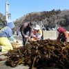 Ngư dân Nhật Bản kiểm tra, phân loại và đóng gói tảo biển sau khi sơ chế. (Ảnh: Đào Thanh Tùng/TTXVN)