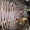 Làm sạch sản phẩm thịt lợn lần cuối để đưa vào chế biến. (Ảnh: Vũ Sinh/TTXVN)