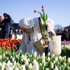Ngày 21/1, Hiệp hội Quảng bá hoa Tulip Hà Lan (TPN) đã tổ chức Ngày hoa Tulip quốc gia lần thứ 10, theo truyền thống được tổ chức vào ngày thứ Bảy thứ 3 của năm. (Ảnh: THX/TTXVN)