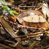 Loài rùa Hộp trán vàng miền Bắc (Cuora galbinifrons) tại khu bảo tồn thiên nhiên Xuân Liên phân bố tại các tiểu khu 489, 495 và 520. (Ảnh: TTXVN phát)