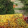 Nông dân thu hoạch cam tại Brazil. (Nguồn: Reuters)
