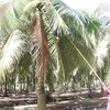 Thu hoạch dừa hữu cơ ở xã Thới Thạnh, huyện Thạnh Phú. (Ảnh Công Trí/TTXVN)