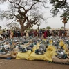 Phân phát hàng viện trợ cho người tị nạn Sudan tại Koufroun, Cộng hòa Chad. (Ảnh: AFP/TTXVN)