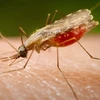 Muỗi Anophen, tác nhân gây bệnh sốt rét. (Nguồn: AP)