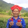 Người dân trồng ớt ở huyện Tân Uyên phấn khởi vì ớt được mùa, được giá. (Ảnh: Việt Hoàng/TTXVN)
