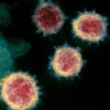 Biến thể mới của virus SARS-COV-2. (Nguồn: The Jerusalem Post)
