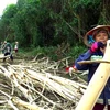 Khai thác gỗ rừng trồng ở xã Sơn Long, huyện Sơn Hòa, Phú Yên. (Ảnh: Thế Lập/TTXVN) 