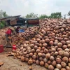Nông dân Bến Tre thu hoạch dừa khô nguyên liệu. (Ảnh: Công Trí/TTXVN)