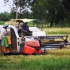 Nông dân thu hoạch lúa. (Ảnh: Kim Há/TTXVN)