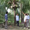 Cán bộ kỹ thuật tham quan vườn dừa hữu cơ ở xã Bình Ninh. (Ảnh: Minh Trí/TTXVN)