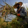 Nông dân gặt lúa trên cánh đồng. (Ảnh: AFP/TTXVN)