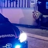 Chú sư tử Kimba lang thang trên đường phố trước khi bị bắn thuốc mê rồi đưa "về nhà." (Nguồn: ANSA)