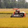 Nông dân thu hoạch lúa tại xã Mỹ Lâm, huyện Hòn Đất (Kiên Giang). (Ảnh: Lê Huy Hải/TTXVN)